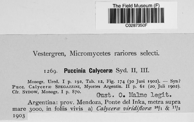 Puccinia calycerae image