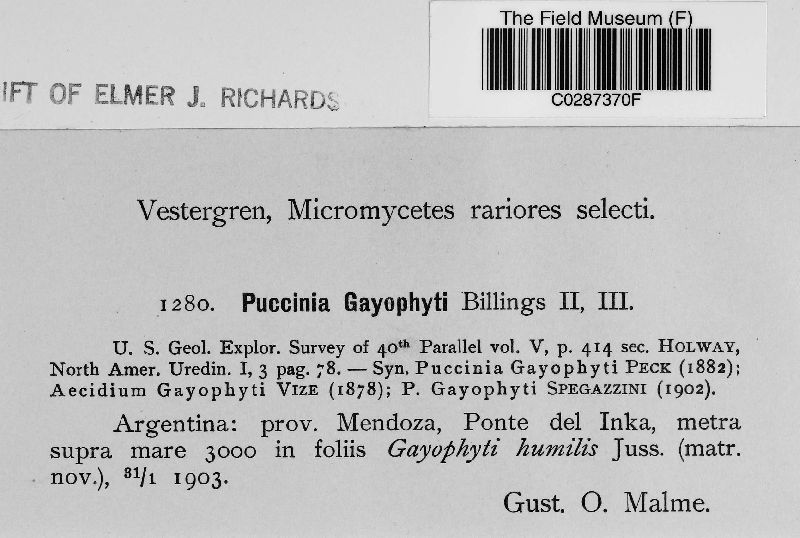 Puccinia gayophyti image