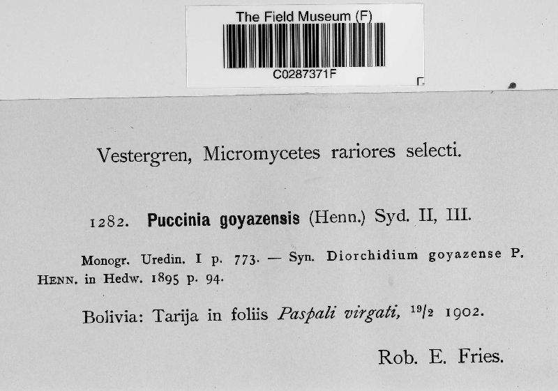 Puccinia goyazensis image