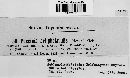Puccinia sessilis image