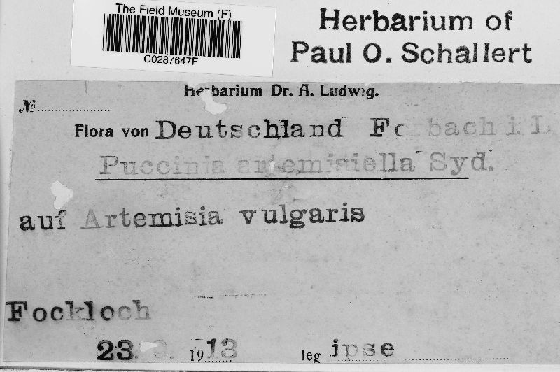 Puccinia artemisiella image