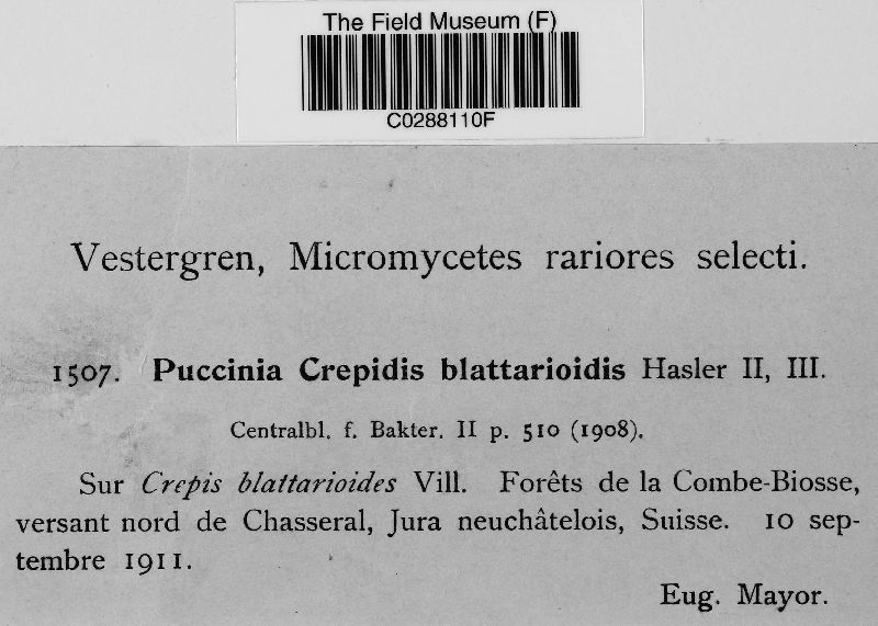 Puccinia crepidis-blattarioidis image
