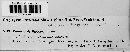 Puccinia de-baryana image