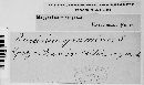 Puccinia graminis image