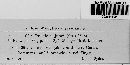 Uromyces junci image