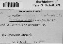Puccinia magnusiana image