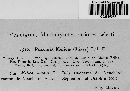 Puccinia melicae image