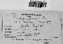 Puccinia tanaceti image