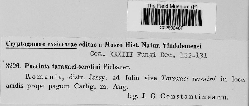Puccinia taraxaci-serotini image
