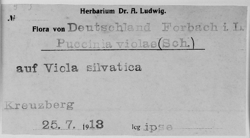 Puccinia violae image