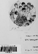 Uromyces acuminatus image