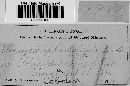 Uromyces appendiculatus image