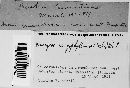 Uromyces dianthi image