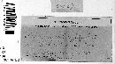 Uromyces euphorbiae image