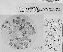 Uromyces graminicola image