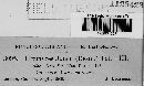 Uromyces junci image