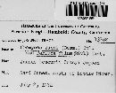 Stegocintractia junci image
