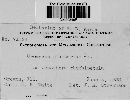 Uromyces plumbarius image