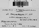 Uromyces polygoni-avicularis image
