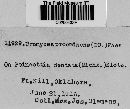 Uromyces proëminens image