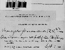 Uromyces proëminens image