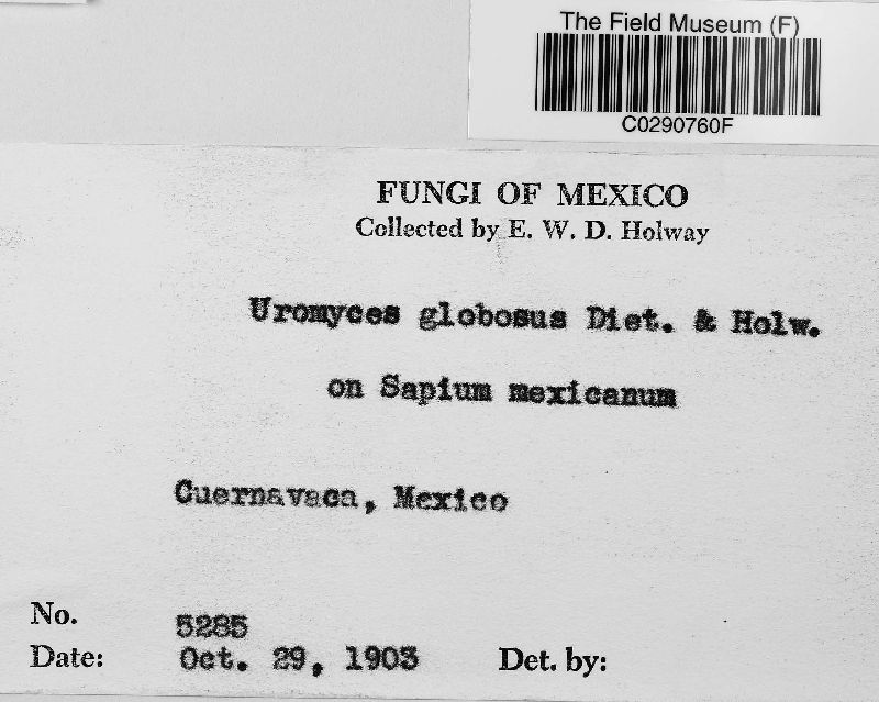 Uromyces globosus image