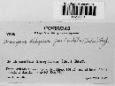 Uromyces hedysari-paniculati image