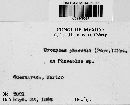 Uromyces appendiculatus image