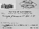 Uromyces proëminens image