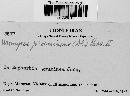 Uromyces proëminens image