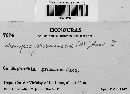 Uromyces proëminens image