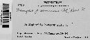 Uromyces proëminens image