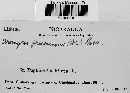 Uromyces proëminens image