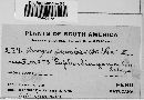 Uromyces proëminens image