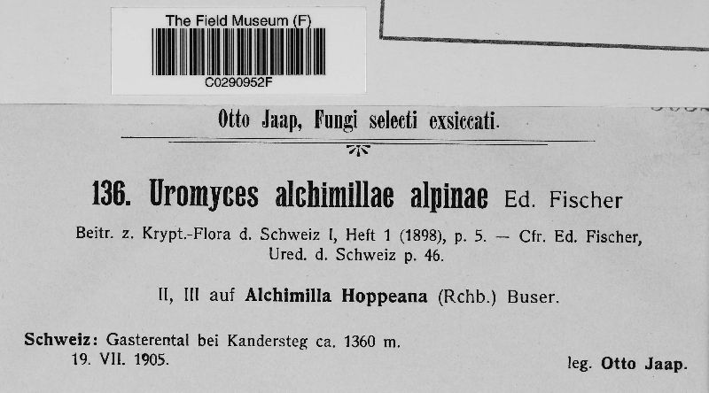 Uromyces alchemillae-alpinae image
