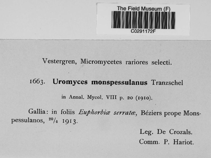 Uromyces monspessulanus image