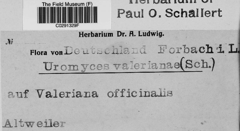 Uromyces valerianae image