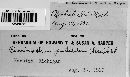 Pucciniastrum epilobii image