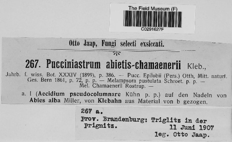 Pucciniastrum abietis-chamaenerii image