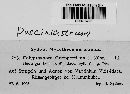 Pucciniastrum goeppertianum image
