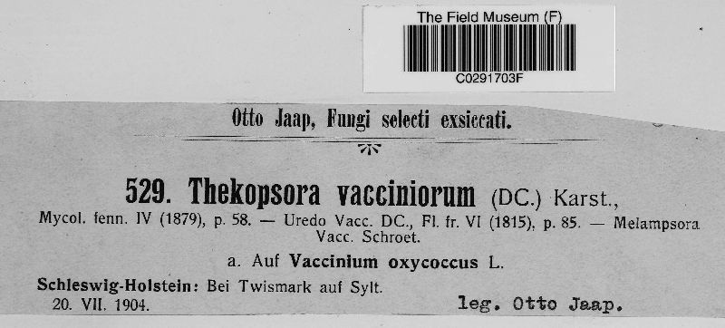 Naohidemyces vacciniorum image