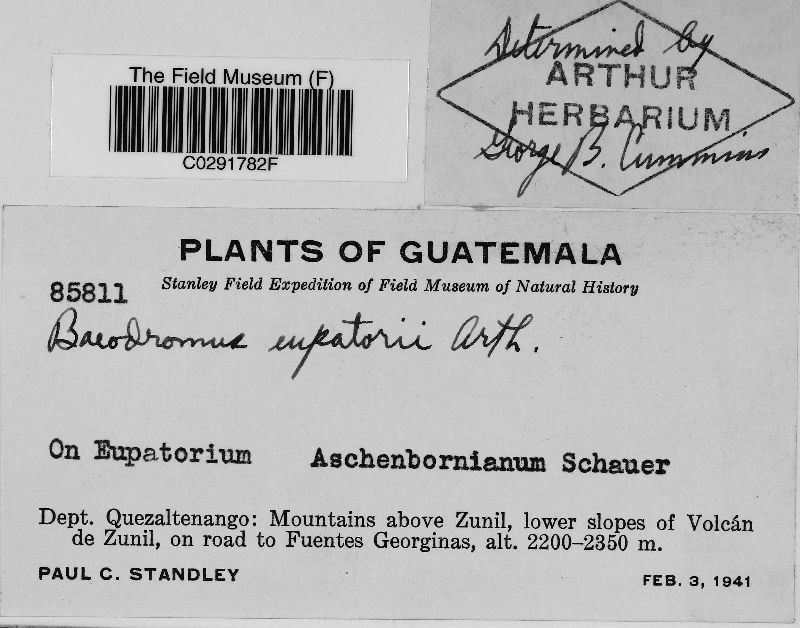 Baeodromus eupatorii image