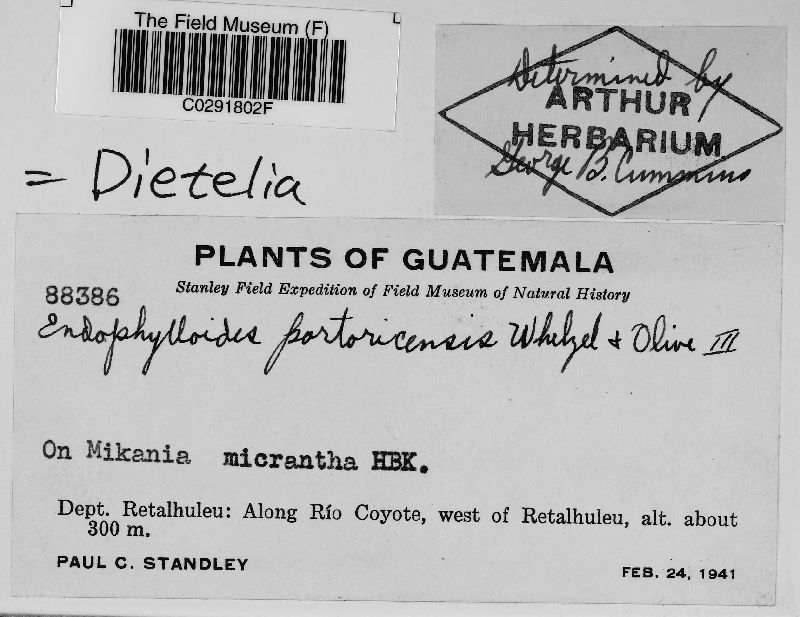 Dietelia portoricensis image
