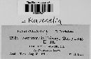Ravenelia holwayi image