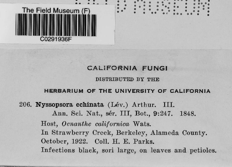 Nyssopsora echinata image