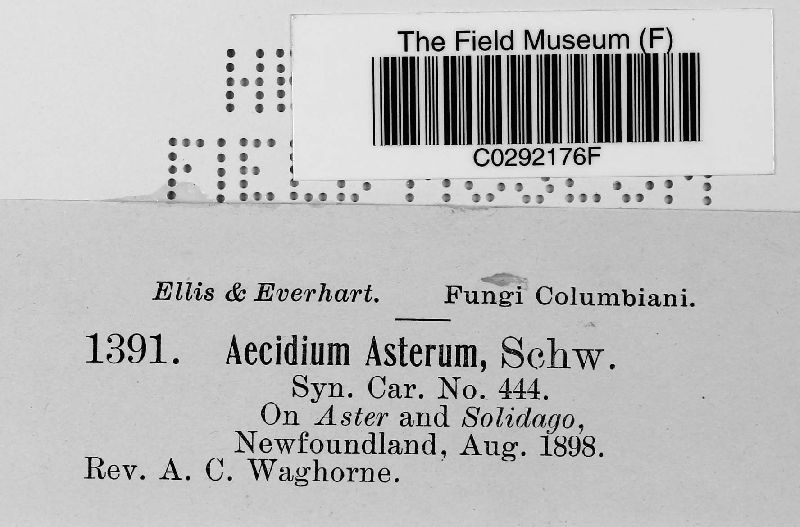 Puccinia asterum image