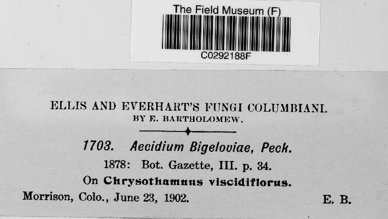 Aecidium bigeloviae image