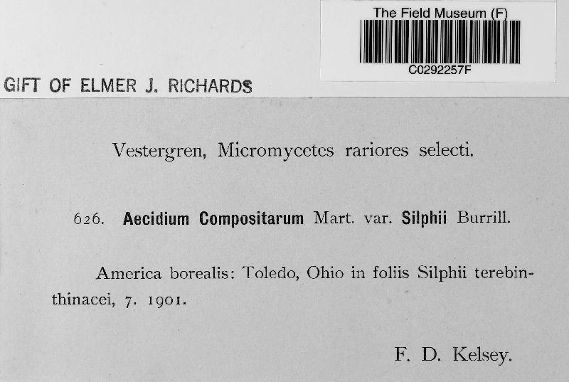 Aecidium compositarum var. silphii image