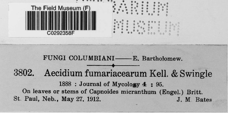 Aecidium fumariacearum image