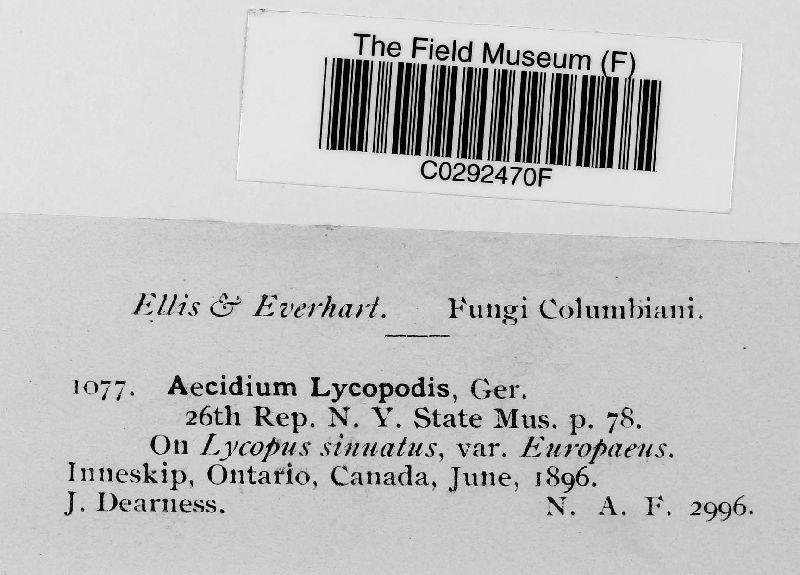Aecidium lycopodis image